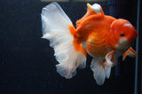 Thai Oranda  Red White 6.5 Inch (ID#307To7b-112)
