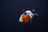 Baby Ranchu  Calico 2.5 Inch (ID#1224R9c-32) Free2Day SHIPPING