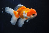 Juvenile Thai Oranda  Tricolor 4 Inch (ID#1022To13b-88) Free2Day SHIPPING