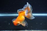 Butterfly  Red White 3.5 Inch (ID#415B8b-40) Free2Day SHIPPING