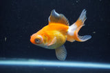 Butterfly  Red White 3.5 Inch (ID#415B8b-40) Free2Day SHIPPING