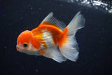 Juvenile Thai Oranda  Tricolor 4 Inch (ID#1022To13b-88) Free2Day SHIPPING