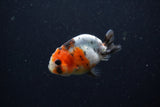 Baby Ranchu  Calico 2.5 Inch (ID#1224R9c-32) Free2Day SHIPPING