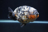 Jumbo Ranchu  Calico 5.5 Inch (ID#0107R14a-114)