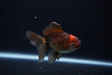 Juvenile Thai Oranda  Tricolor 3.5 Inch (ID#1206To12c-86) Free2Day SHIPPING