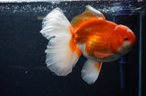 Thai Oranda  Red White 6.5 Inch (ID#307To7b-112)