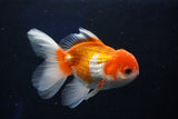 Juvenile Thai Oranda  Tricolor 4 Inch (ID#1022To13b-88) Free2Day SHIPPING