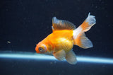 Butterfly  Red White 3.5 Inch (ID#415B8b-40) Free2Day SHIPPING