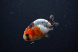 Baby Ranchu  Calico 2.5 Inch (ID#1224R9c-32) Free2Day SHIPPING