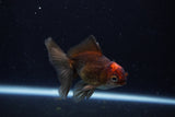 Juvenile Thai Oranda  Tricolor 3.5 Inch (ID#1206To12c-86) Free2Day SHIPPING