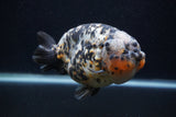 Jumbo Ranchu  Calico 5.5 Inch (ID#0107R14a-114)