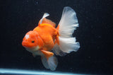 Thai Oranda  Red White 6.5 Inch (ID#307To7b-112)