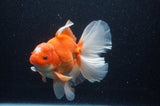 Thai Oranda  Red White 6.5 Inch (ID#307To7b-112)