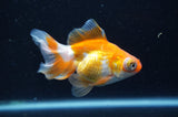 Butterfly  Red White 3.5 Inch (ID#415B8b-40) Free2Day SHIPPING