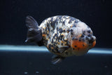 Jumbo Ranchu  Calico 5.5 Inch (ID#0107R14a-114)