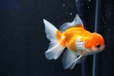 Juvenile Thai Oranda  Tricolor 4 Inch (ID#1022To13b-88) Free2Day SHIPPING