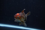 Juvenile Thai Oranda  Tricolor 3.5 Inch (ID#1206To12c-86) Free2Day SHIPPING