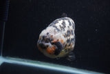 Jumbo Ranchu  Calico 5.5 Inch (ID#0107R14a-114)