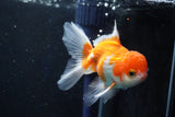 Juvenile Thai Oranda  Tricolor 4 Inch (ID#1022To13b-88) Free2Day SHIPPING