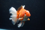 Thai Oranda  Red White 6.5 Inch (ID#307To7b-112)