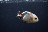 Baby Ranchu  Calico 2.5 Inch (ID#1224R9c-32) Free2Day SHIPPING