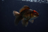 Juvenile Thai Oranda  Tricolor 3.5 Inch (ID#1206To12c-86) Free2Day SHIPPING