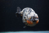 Jumbo Ranchu  Calico 5.5 Inch (ID#0107R14a-114)