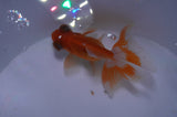 Butterfly  Red White 3.5 Inch (ID#415B8b-40) Free2Day SHIPPING