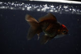 Juvenile Thai Oranda  Tricolor 3.5 Inch (ID#1206To12c-86) Free2Day SHIPPING