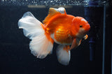 Thai Oranda  Red White 6.5 Inch (ID#307To7b-112)