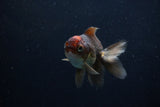 Juvenile Thai Oranda  Tricolor 3.5 Inch (ID#1206To12c-86) Free2Day SHIPPING