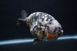 Jumbo Ranchu  Calico 5.5 Inch (ID#0107R14a-114)