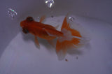Butterfly  Red White 3.5 Inch (ID#415B8b-40) Free2Day SHIPPING