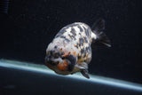 Jumbo Ranchu  Calico 5.5 Inch (ID#0107R14a-114)