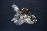 Juvenile Thai Oranda  Panda 4 Inch (ID#1018To13b-99) Free2Day SHIPPING