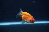 Baby Ranchu  Calico 2.5 Inch (ID#1224R9c-33) Free2Day SHIPPING