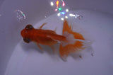 Butterfly  Red White 3.5 Inch (ID#415B8b-40) Free2Day SHIPPING