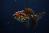 Juvenile Thai Oranda  Tricolor 3.5 Inch (ID#1206To12c-86) Free2Day SHIPPING