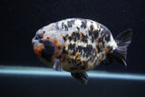 Jumbo Ranchu  Calico 5.5 Inch (ID#0107R14a-114)