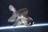 Juvenile Thai Oranda  Panda 4 Inch (ID#1018To13b-99) Free2Day SHIPPING