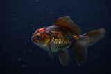 Juvenile Thai Oranda  Tricolor 3.5 Inch (ID#1206To12c-86) Free2Day SHIPPING