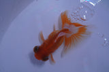 Butterfly  Red White 3.5 Inch (ID#415B8b-40) Free2Day SHIPPING