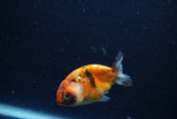 Baby Ranchu  Calico 2.5 Inch (ID#1224R9c-33) Free2Day SHIPPING