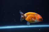 Baby Ranchu  Calico 2.5 Inch (ID#1224R9c-33) Free2Day SHIPPING