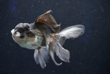 Juvenile Thai Oranda  Panda 4 Inch (ID#1018To13b-99) Free2Day SHIPPING