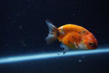 Baby Ranchu  Calico 2.5 Inch (ID#1224R9c-33) Free2Day SHIPPING