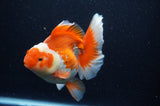 Thai Oranda  Red White 6 Inch (ID#307To7b-113)