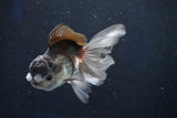 Juvenile Thai Oranda  Panda 4 Inch (ID#1018To13b-99) Free2Day SHIPPING