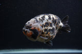 Jumbo Ranchu  Calico 5.5 Inch (ID#0107R14a-114)