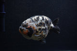 Jumbo Ranchu  Calico 5.5 Inch (ID#0107R14a-114)